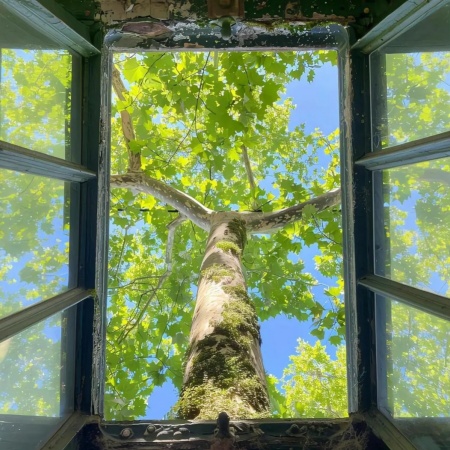 一整个被绿意包住了 超有生命力的绿色背景图快收藏