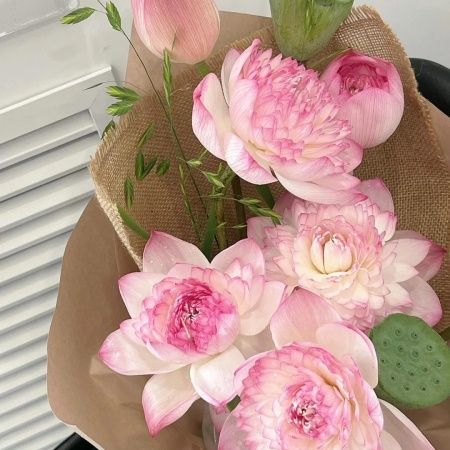 2025绝美荷花图片来袭 一键开启夏日清新