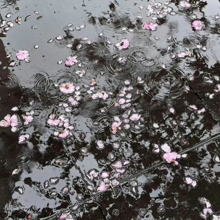 氛围感雨天背景图来袭 带你邂逅别样浪漫