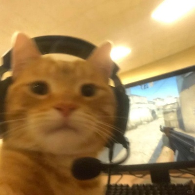 电竞高手已就位 超酷猫猫头头像带你C位出道