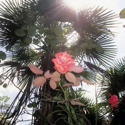 速来看INFJ的专属个签 温柔深邃的灵魂独白