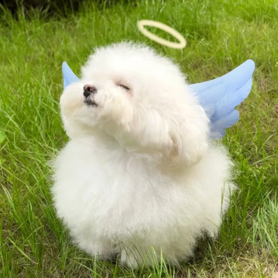 被这些沙雕狗头笑到打滚 狗狗迷惑行为大赏头像集