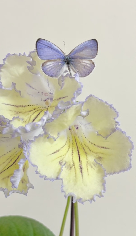 神仙壁纸一键换装 让你的手机美到不像实力派