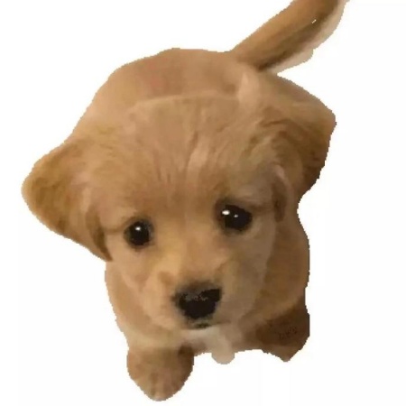 小狗日记九宫格素材 可爱到犯规萌化朋友圈