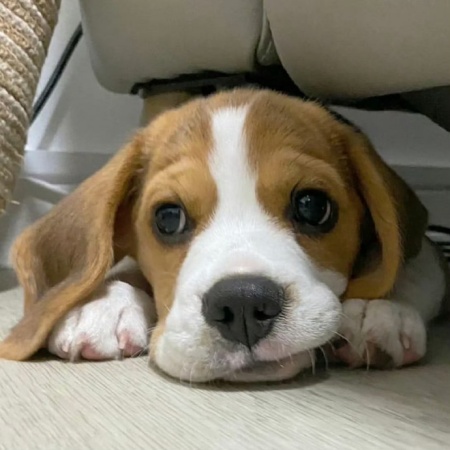 2025可爱比格犬萌照合集 治愈你的所有不开心