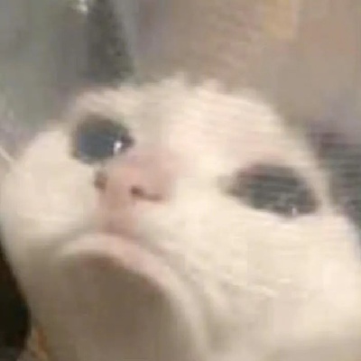  这猫演我人生 近期血洗全网的猫meme合集