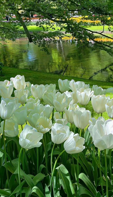 2025夏日森系壁纸整理 把清凉绿意装进屏幕里