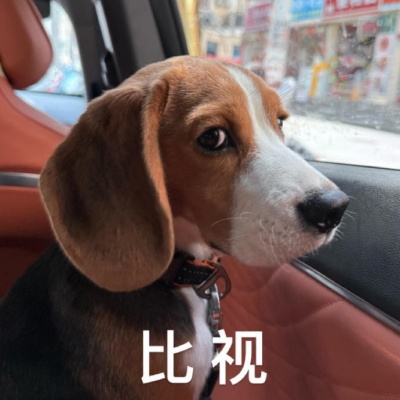 可爱比格犬暴击 私藏的魔性表情包大公开