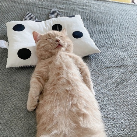 熟睡猫片暴击 治愈值直接拉满