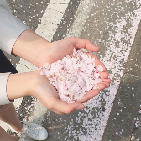 邂逅粉色浪漫 绝美花瓣图片收藏指南来袭