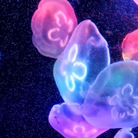 发光水母梦幻图鉴 深海中的星空精灵