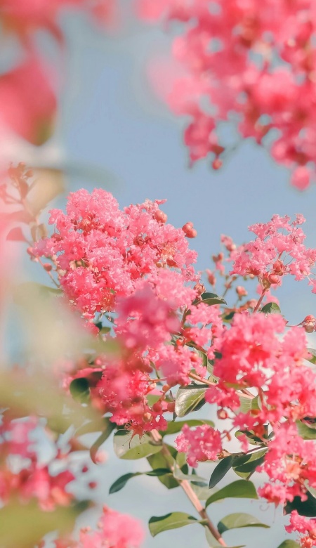 超受欢迎的鲜花氛围壁纸 每款都美到失语