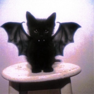 梦核风猫猫头像合集 坠入猫咪的梦境碎片