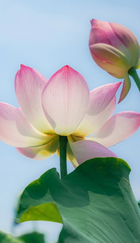 好运莲莲壁纸 把福气锁在屏幕里