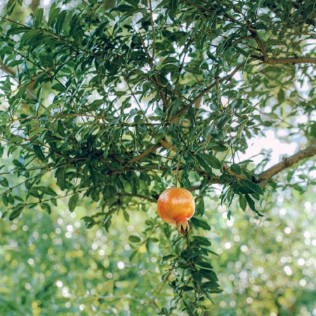 初秋怡园的石榴红了 直接美成限定图片