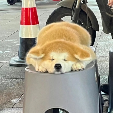 摊饼小狗图鉴 烦恼时自动变成液体