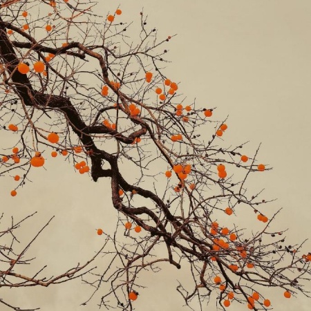 秋日柿子树图片 枝头挂满橙红色小灯笼