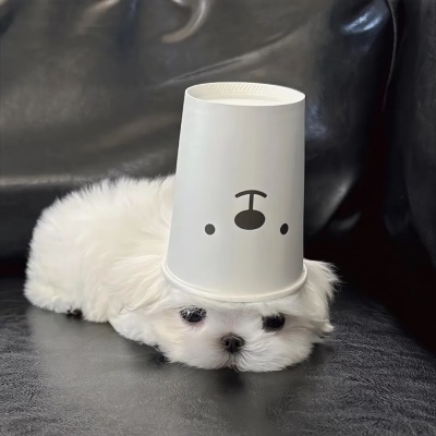 又癫又贱又抽象 个性网名承包笑点与风格