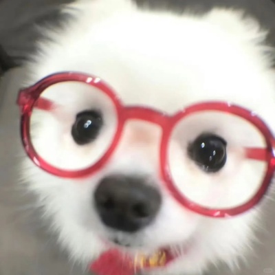 小动物头像合集 萌到犯规的治愈暴击