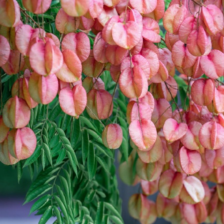 遇见史铁生书里的栾树 邂逅秋日限定浪漫