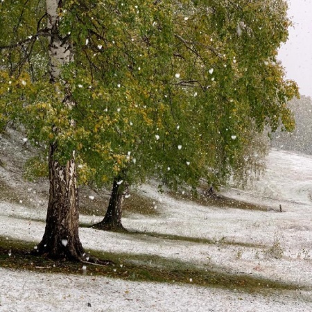 阿勒泰初雪绝美来袭 带你领略冰雪童话世界