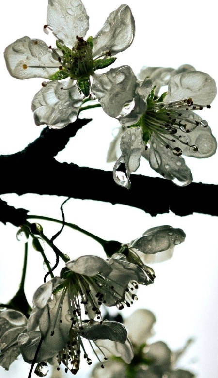 树与花壁纸分享 一键拥抱自然浪漫