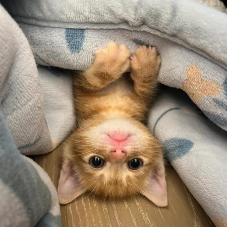 小橘猫萌图大放送 张张萌化你的心