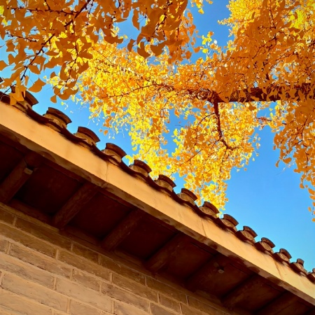 北平之秋有多绝 一组图带你沉浸式赏秋