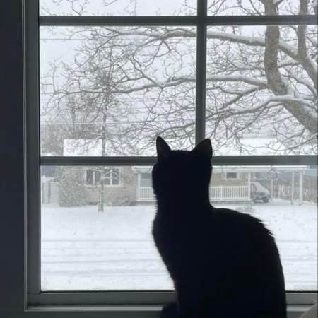 冬季恋歌主题背景图合集 把冬日浪漫铺满屏幕超治愈