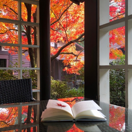 枫叶唯美图片分享 每一帧都是限定浪漫