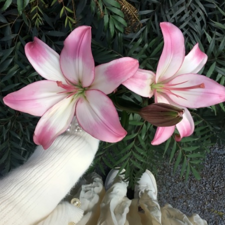 百合花唯美朋友圈背景图 温柔高级感清雅花卉配图合集